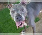 Small #1 American Staffordshire Terrier Mix