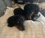 Small Photo #3 Dachshund Puppy For Sale in NORWALK, IA, USA