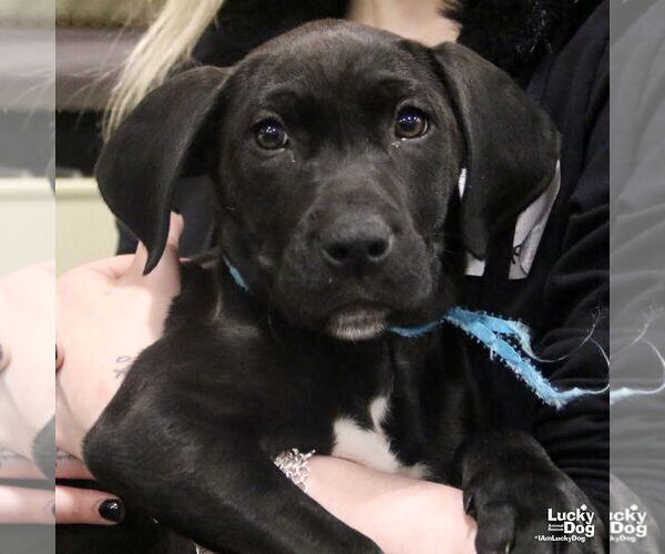 Medium Photo #9 Labrador Retriever-Unknown Mix Puppy For Sale in Washington, DC, USA