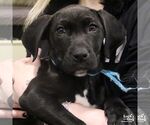 Small #8 Labrador Retriever Mix