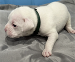 Small Photo #2 Boxer Puppy For Sale in AZUSA, CA, USA
