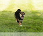 Small #7 Shiba Inu