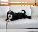 Small Photo #10 Sheepadoodle Puppy For Sale in STANLEY, VA, USA