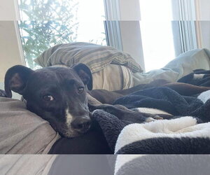 Firefly - Female American Pit Bull Terrier-Unknown Mix Dog for Adoption - Photo #32