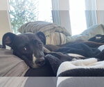 Small #31 American Pit Bull Terrier Mix