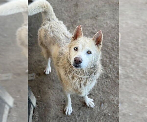 Medium Photo #2 Siberian Husky-Unknown Mix Puppy For Sale in Riverside, CA, USA