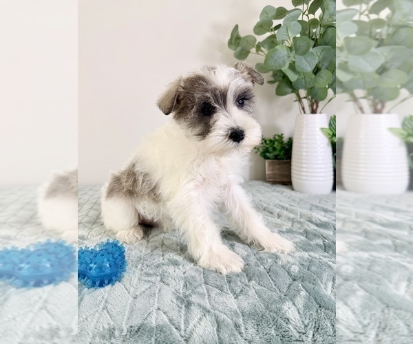Medium Photo #2 Schnauzer (Miniature) Puppy For Sale in GREENFIELD, IN, USA
