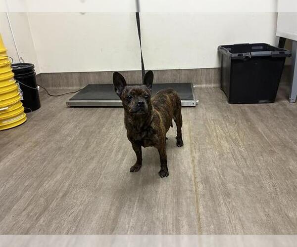 Medium Photo #1 Mutt Puppy For Sale in Pasadena, CA, USA