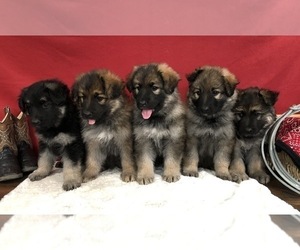 German Shepherd Dog Puppy for sale in PENDLETON, OR, USA