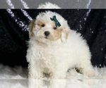 Small Photo #4 Poodle (Miniature) Puppy For Sale in WARSAW, IN, USA