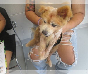 Chihuahua Dogs for adoption in Ocala, FL, USA