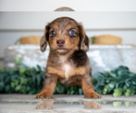 Small #2 Dachshund