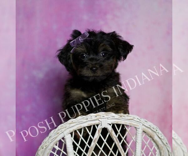 Medium Photo #6 Yorkipoo Puppy For Sale in WARSAW, IN, USA