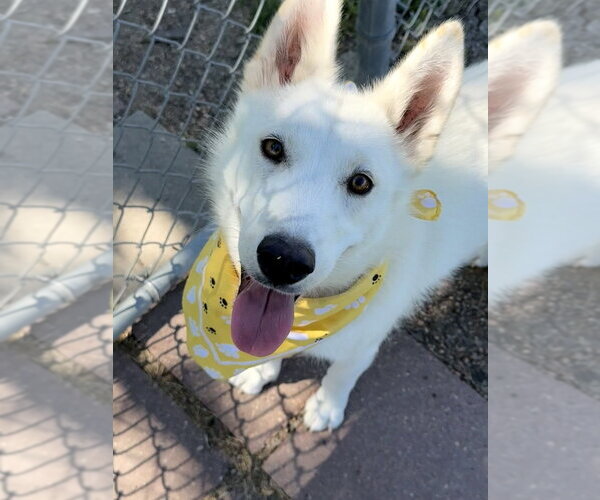 Medium Photo #5 Siberian Husky-Unknown Mix Puppy For Sale in San Leon, TX, USA