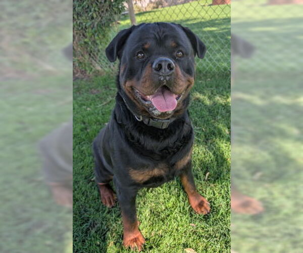 Medium Photo #6 Rottweiler-Unknown Mix Puppy For Sale in Ventura, CA, USA
