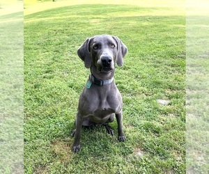 Father of the Weimaraner puppies born on 06/14/2021