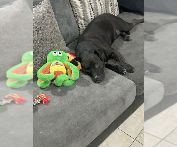 Medium Photo #3 Labrador Retriever-Unknown Mix Puppy For Sale in Lake Forest, CA, USA