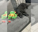 Small #2 Labrador Retriever Mix