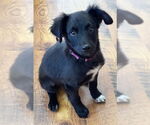 Small #1 Labrador Retriever Mix