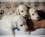 Small Photo #2 Poodle (Standard) Puppy For Sale in RALEIGH, NC, USA