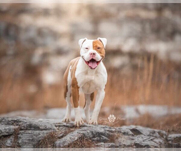 Medium Photo #2 American Pit Bull Terrier-Bulldog Mix Puppy For Sale in St. Ann, MO, USA