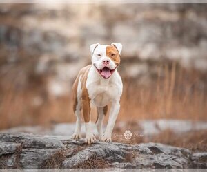 Karma - Female American Pit Bull Terrier-Bulldog Mix Dog for Adoption - Photo #2