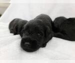 Small Photo #3 Schnauzer (Miniature) Puppy For Sale in FORT LAUDERDALE, FL, USA