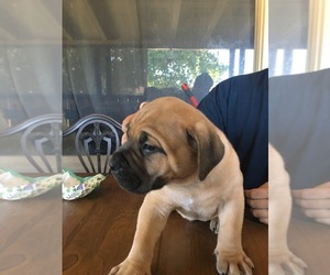 Boerboel Puppy for Sale in WATERFORD, California USA