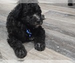 Puppy Finn Whoodle (Miniature)