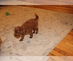Small #6 Cavapoo (Miniature)