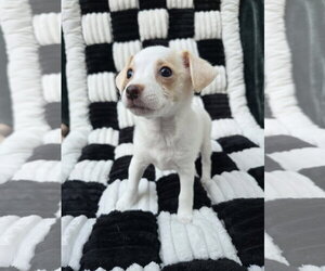 Opal - Female Chihuahua-Unknown Mix Dog for Adoption - Photo #2