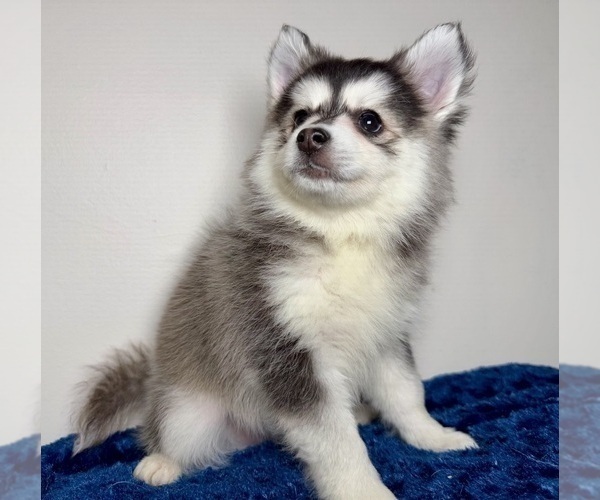 Medium Photo #3 Pomsky Puppy For Sale in NASHUA, NH, USA