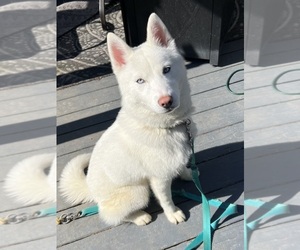 Alaskan Husky Puppy for Sale in OAKDALE, Connecticut USA