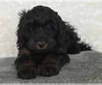 Small Photo #25 Goldendoodle Puppy For Sale in TOPEKA, KS, USA