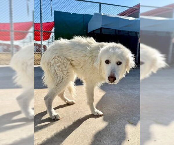 Medium Photo #4 Great Pyrenees Puppy For Sale in Spring, TX, USA