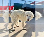 Small #3 Great Pyrenees