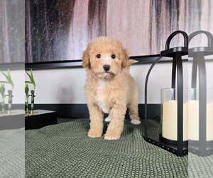 Goldendoodle (Miniature) Puppy for sale in FRANKLIN, IN, USA