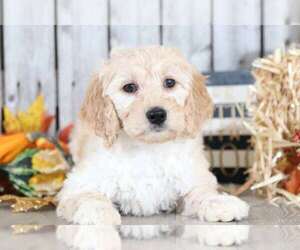 Goldendoodle Puppy for sale in MOUNT VERNON, OH, USA