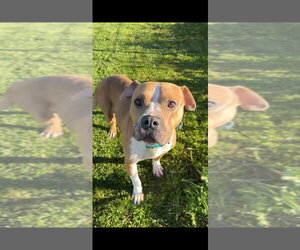 American Staffordshire Terrier-Unknown Mix Dogs for adoption in Oakhurst, NJ, USA
