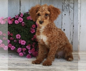 Poodle (Miniature) Puppy for sale in FREDERICKSBURG, OH, USA