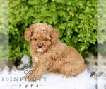 Small #3 Goldendoodle (Miniature)