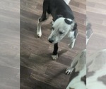 Small #8 Border Collie Mix
