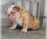 Small Photo #1 Bulldog Puppy For Sale in CARSON CITY, MI, USA