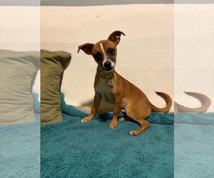 Moss - Male Chihuahua-Unknown Mix Dog for Adoption - Photo #2