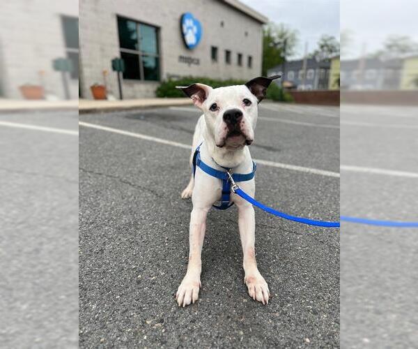 Medium Photo #2 American Pit Bull Terrier Puppy For Sale in Boston, MA, USA