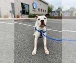 Small #1 American Pit Bull Terrier