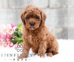 Small #2 Cavapoo (Miniature)