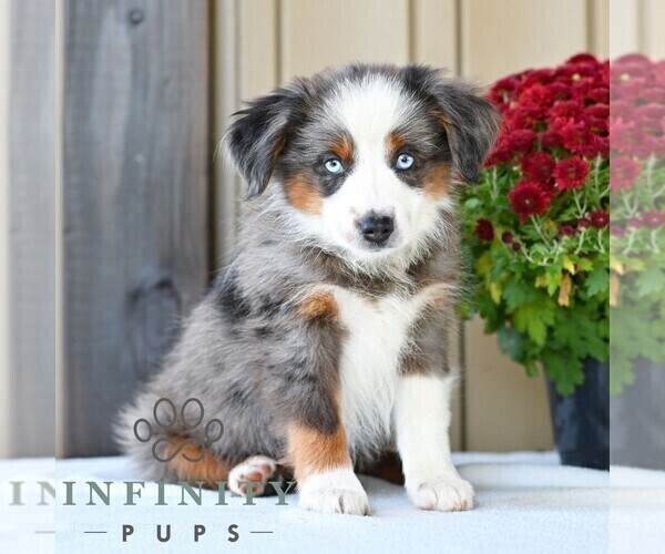 Medium Photo #4 Miniature Australian Shepherd Puppy For Sale in REBERSBURG, PA, USA