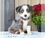 Bethany - Female Miniature Australian Shepherd Puppy for Sale - Photo #4