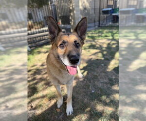 JOSE - Male German Shepherd Dog Dog for Adoption - Photo #2